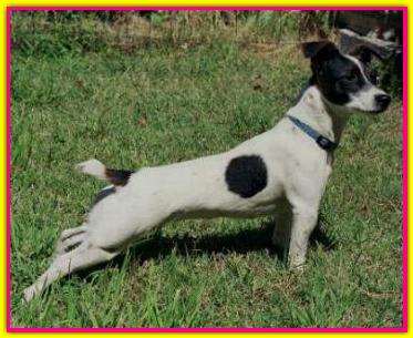 Milli, Jack Russell