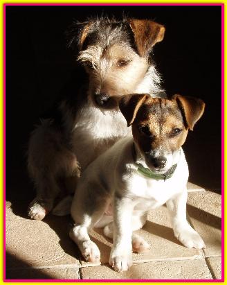 Millitrin e Mamma Tellina, Jack Russell