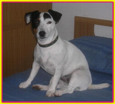 Milly, Jack Russell