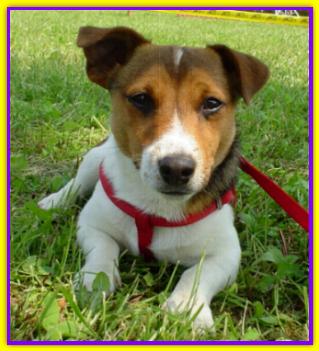 Milo Arthur, Jack Russell