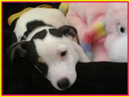 Milo, Jack Russell Terrier