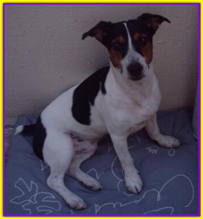 Milo, Jack Russell