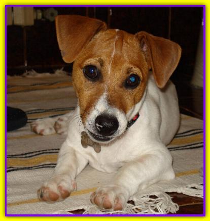 Milo, Jack Russell