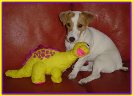 MiloMele, Jack Russell