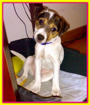 Mina, Jack Russell