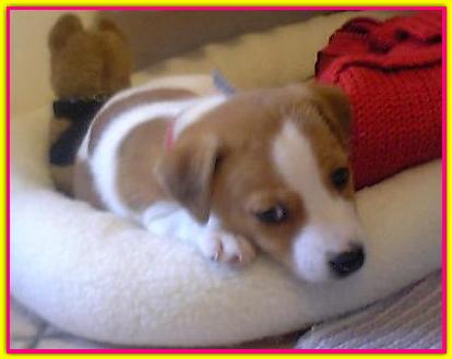 Miss Maya, Jack Russell