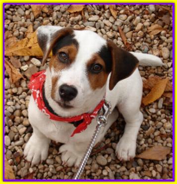 Mr. Burt, Jack Russell