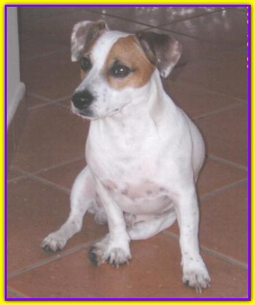 Murphy, Jack Russell