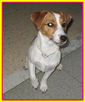 Myra, Jack Russell
