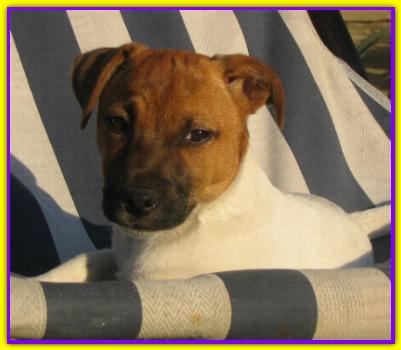 Nelson, Jack Russell