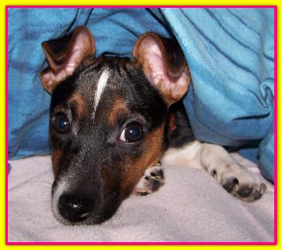 Nespola, Jack russell