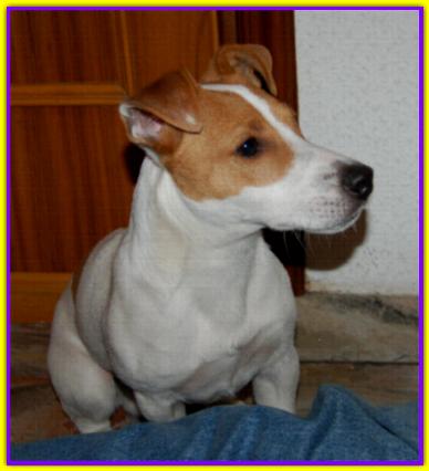 Nico, Jack Russell