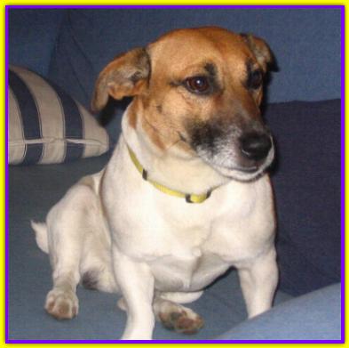 Nico, Jack Russell