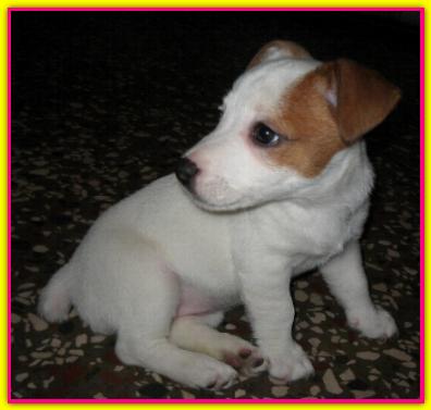 Nikita, Jack Russell