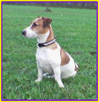 Nipper, Jack Russell