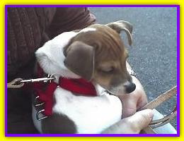 Obelix, Jack Russell