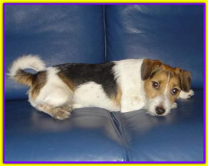 Oberon, Jack Russell