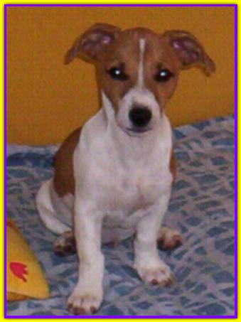 Oliver, Jack Russell