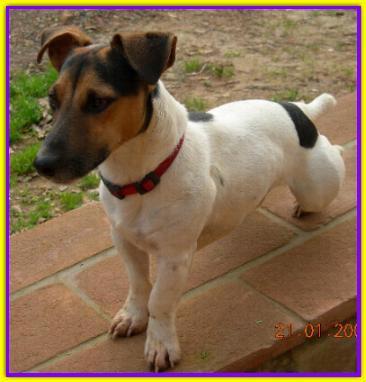 Oliver, Jack Russell