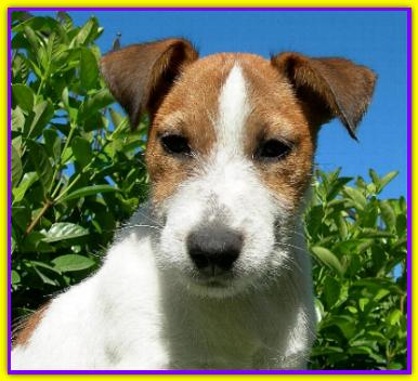 Oliver, Jack Russell