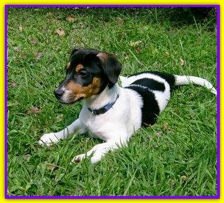 Oliver.Jack Russell