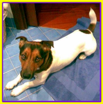 Oliver, Jack Russell
