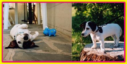 Olivia, Jack Russell