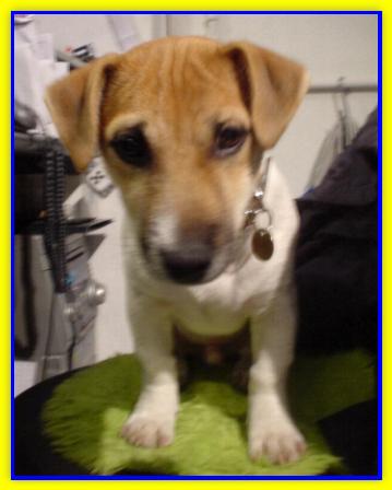Orazio, Jack Russell