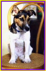 Oscar, Jack Russell