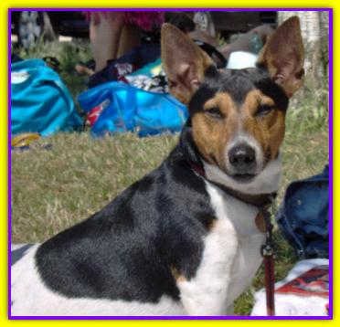 Oscar, Jack Russell