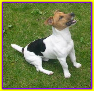 Otto, Jack Russell