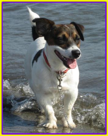 Otto, Jack Russell