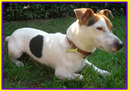 Paco, Jack Russell