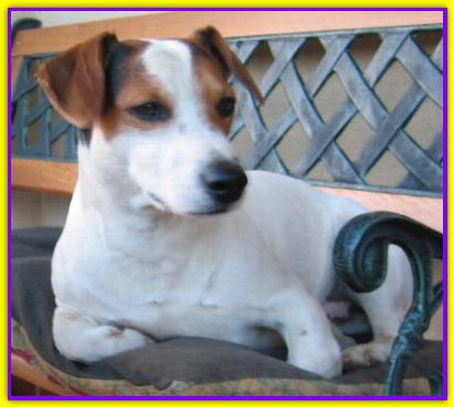 Paco, Jack Russell