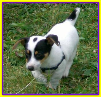Paco, Jack Russell