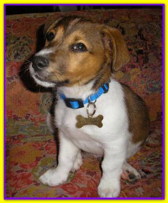 Paco, Jack Russell