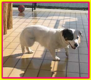 Pallina, Jack Russell