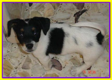 Pato, Jack Russell