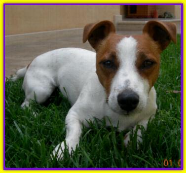 Pedro, Jack Russell
