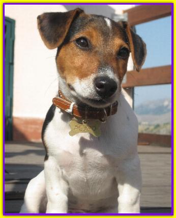 Pedro, Jack Russell