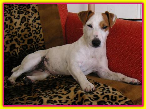 Peggy, Jack Russell