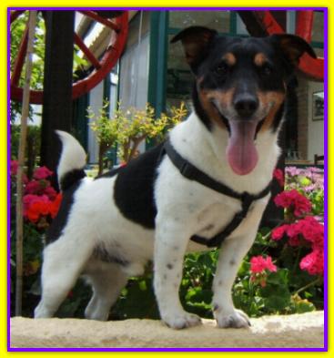 Pele, Jack Russell