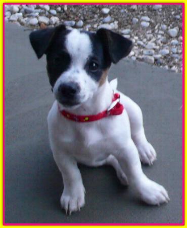 Penny Lane, Jack Russell