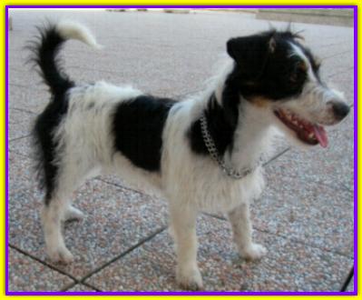 Pepe, Jack Russell