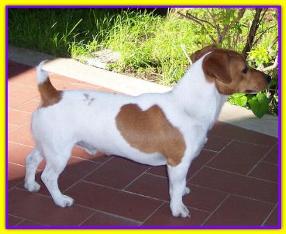 Pepe. Jack Russell