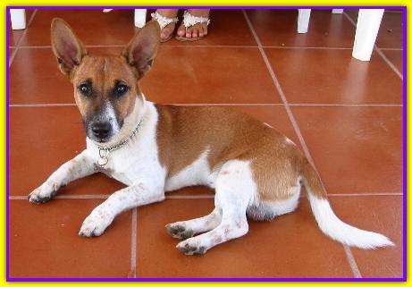 Pepito, Jack Russell
