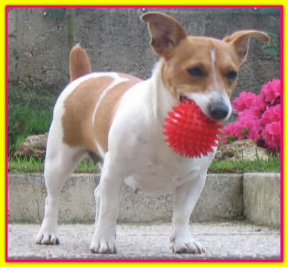 Pepy, Jack Russell