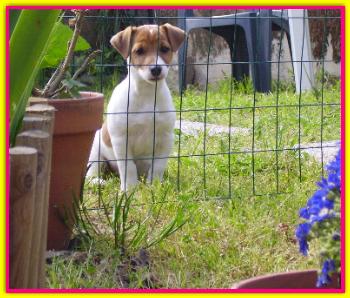 Pica, Jack Russell
