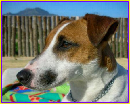 Picasso, Jack Russell