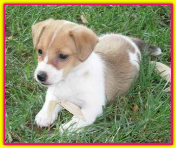 Polly, Jack Russell